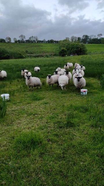 Irish sheep смотреть онлайн