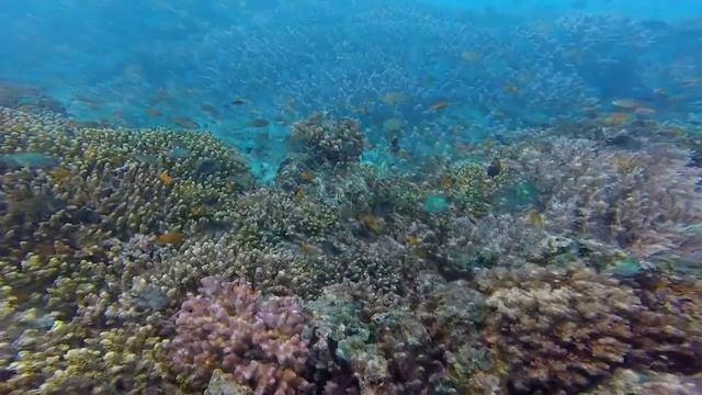 Panglao, Philippines, 02 2017 смотреть онлайн