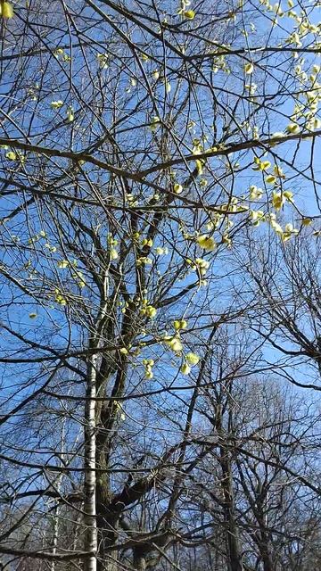 Дубрава в жёлтом.mp4