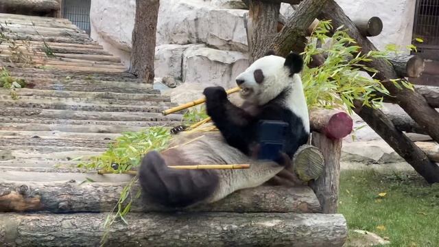 Панда,не оставляет равнодушным ни кого!!!! смотреть онлайн