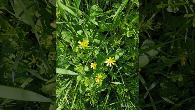 Весна в Ставрополье🌺