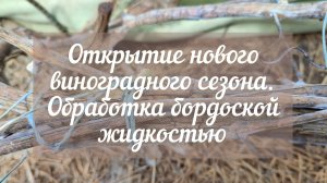 Открытие нового виноградного сезона. Обработка бордоской жидкостью