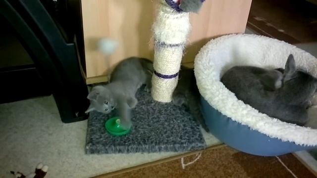 Korolevich Elisey and Knjaz Igor смотреть онлайн