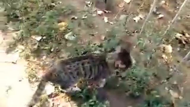 Дрессировка КОТЭ :3 смотреть онлайн