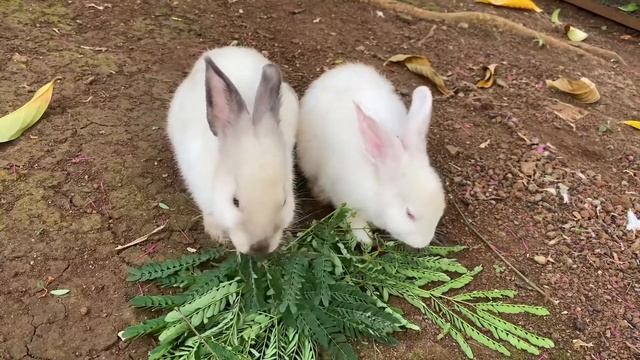 Kasih Makanan Kesukaan Kelinci | Dua Kelinci Lucu