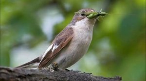 Птицы России  Часть 1 я