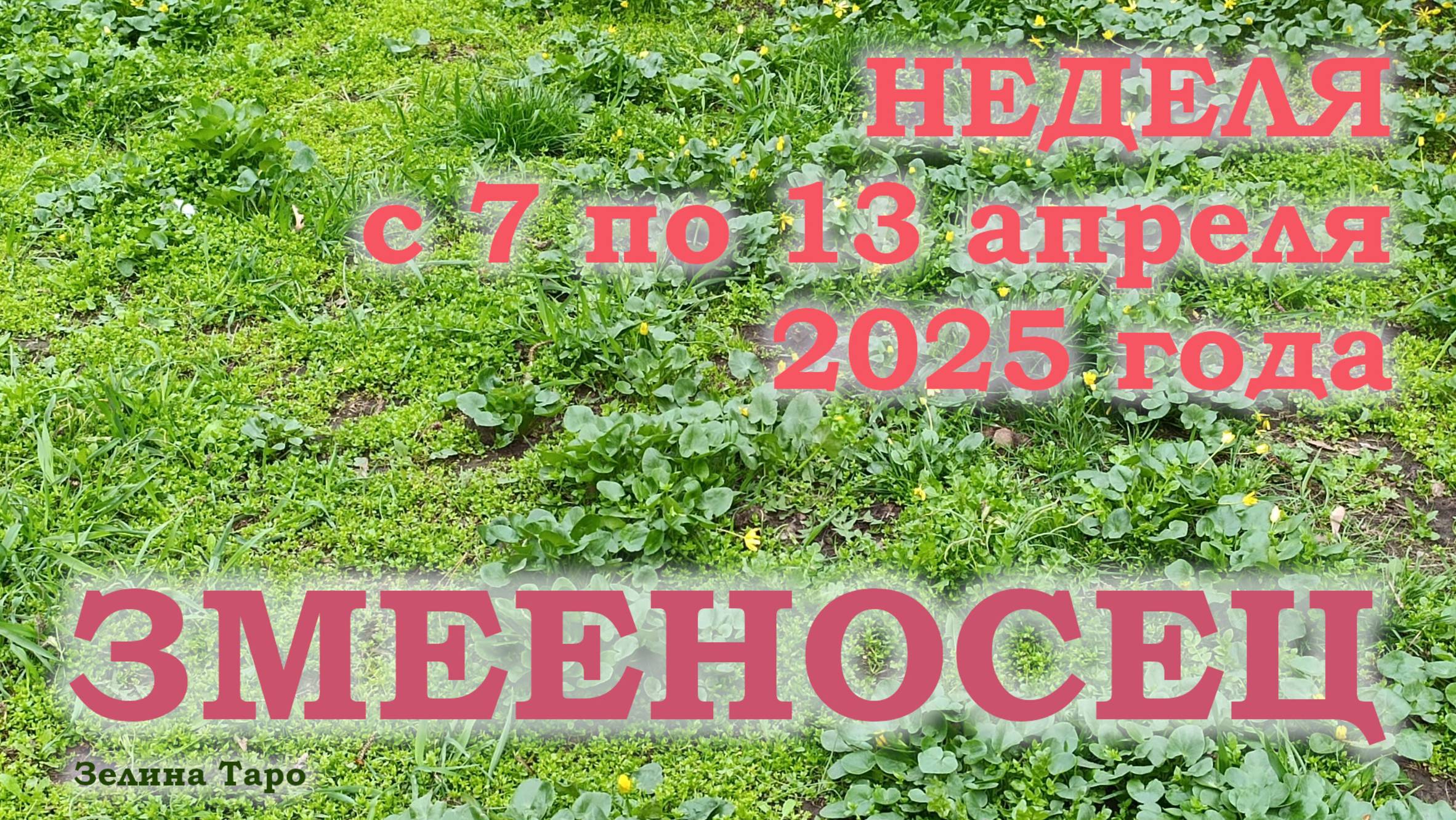 ЗМЕЕНОСЕЦ | ТАРО прогноз на неделю с 7 по 13 апреля 2025 года