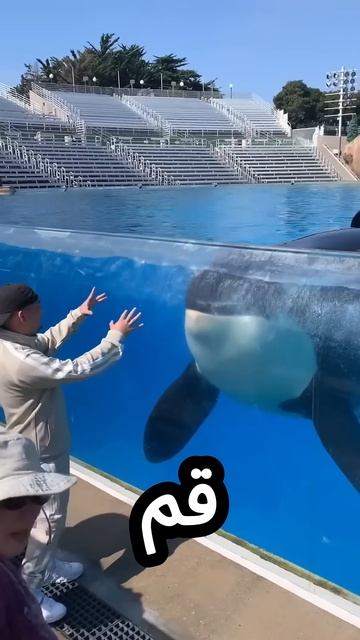 مغامر يتحدى الحوت القاتل لكن النهاية غير متوقعة! 😢 смотреть онлайн