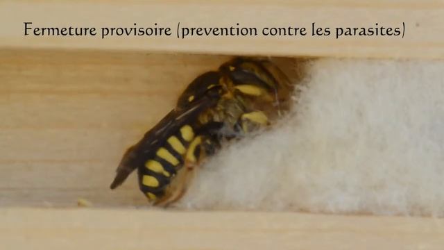 Une abeille cotonniere: Anthidium sp-le pain d'abeille, la larve смотреть онлайн