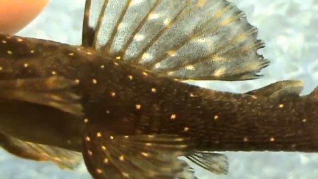 Анциструс смотреть онлайн