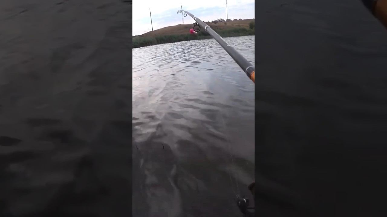 Неожиданный улов #рыбалка #fishing #карась #shorts смотреть онлайн