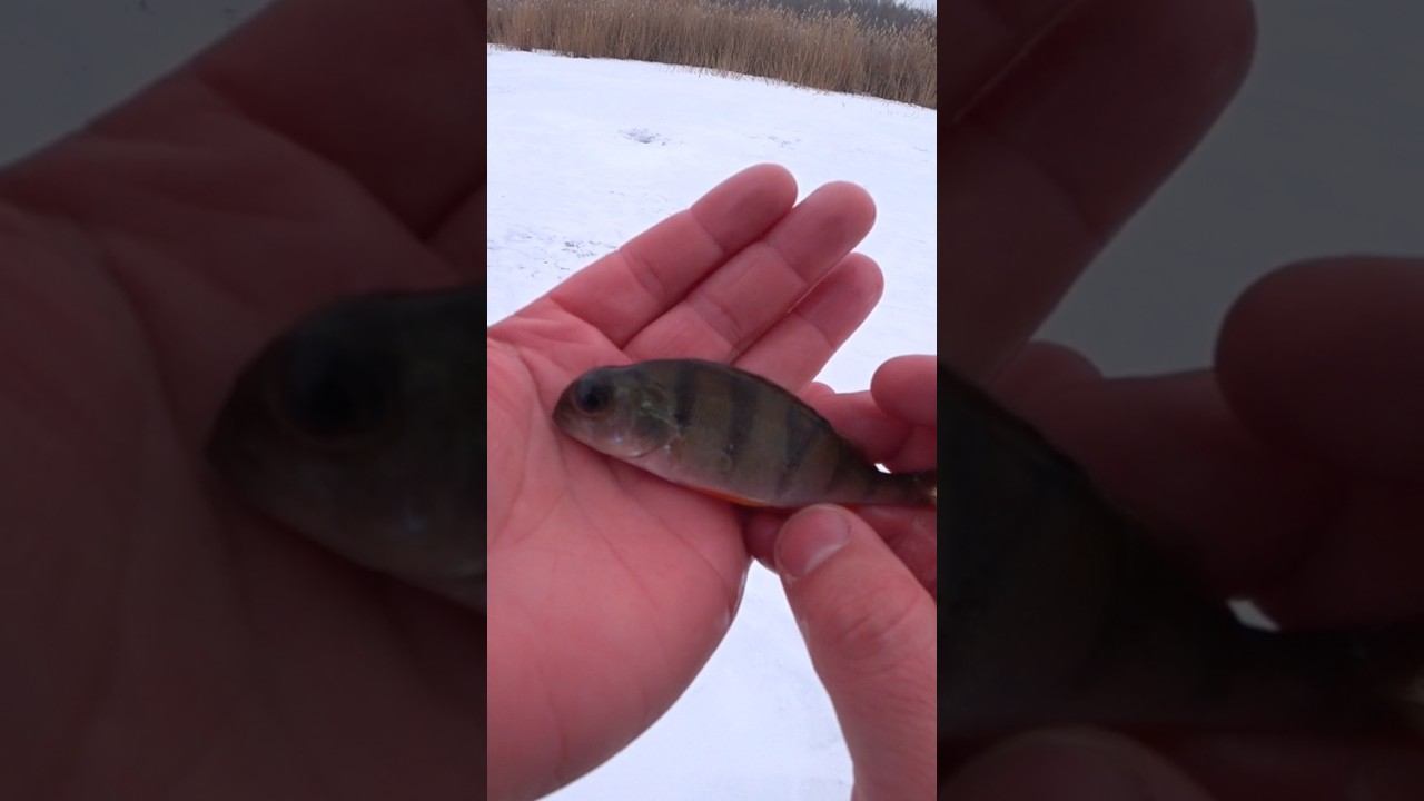 Окунь-мутант #рыбалка #окунь #shorts смотреть онлайн