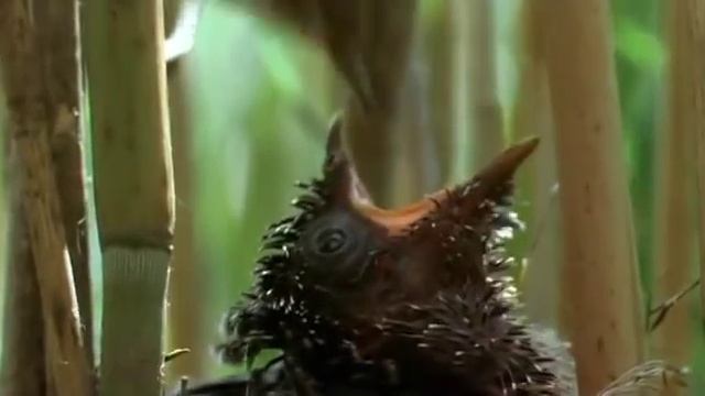 кукушонок смотреть онлайн