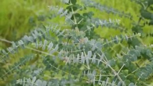 Эвкалипты для букетов