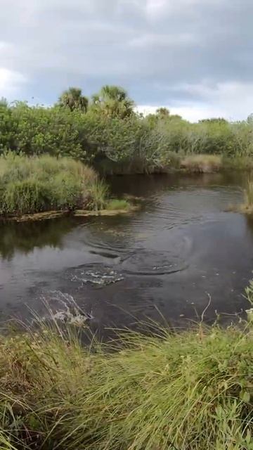 Explosive BIG Bites! Ladder Fishing Tiny Creek with Overgrown Shoreline #shorts смотреть онлайн