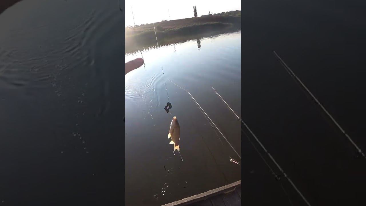 Сазан или карась? #рыбалка #fishing #shorts смотреть онлайн