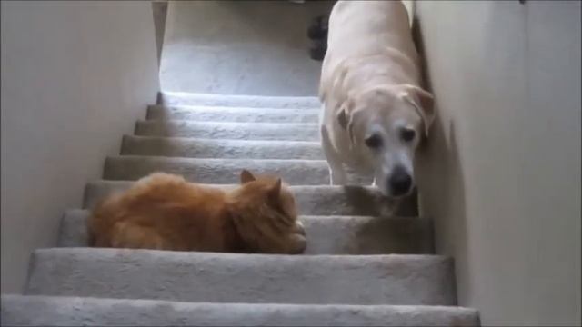 Кошки и собаки Видео кошки +онлайн смотреть онлайн