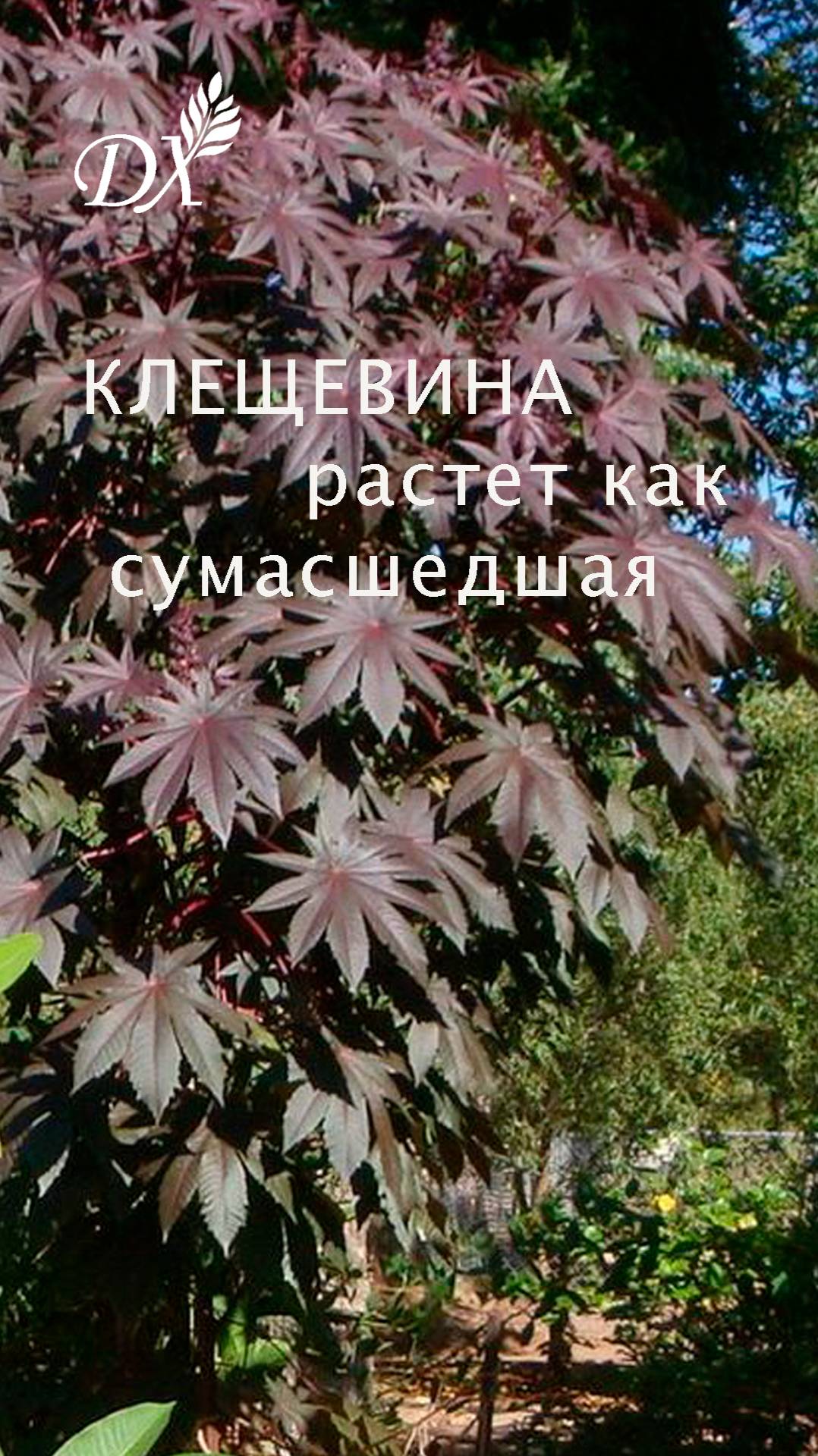 КЛЕЩЕВИНКА РАСТЕТ КАК СУМАСШЕДШАЯ

#клещевина #оассадаклещевины #рассада #идеидлясада