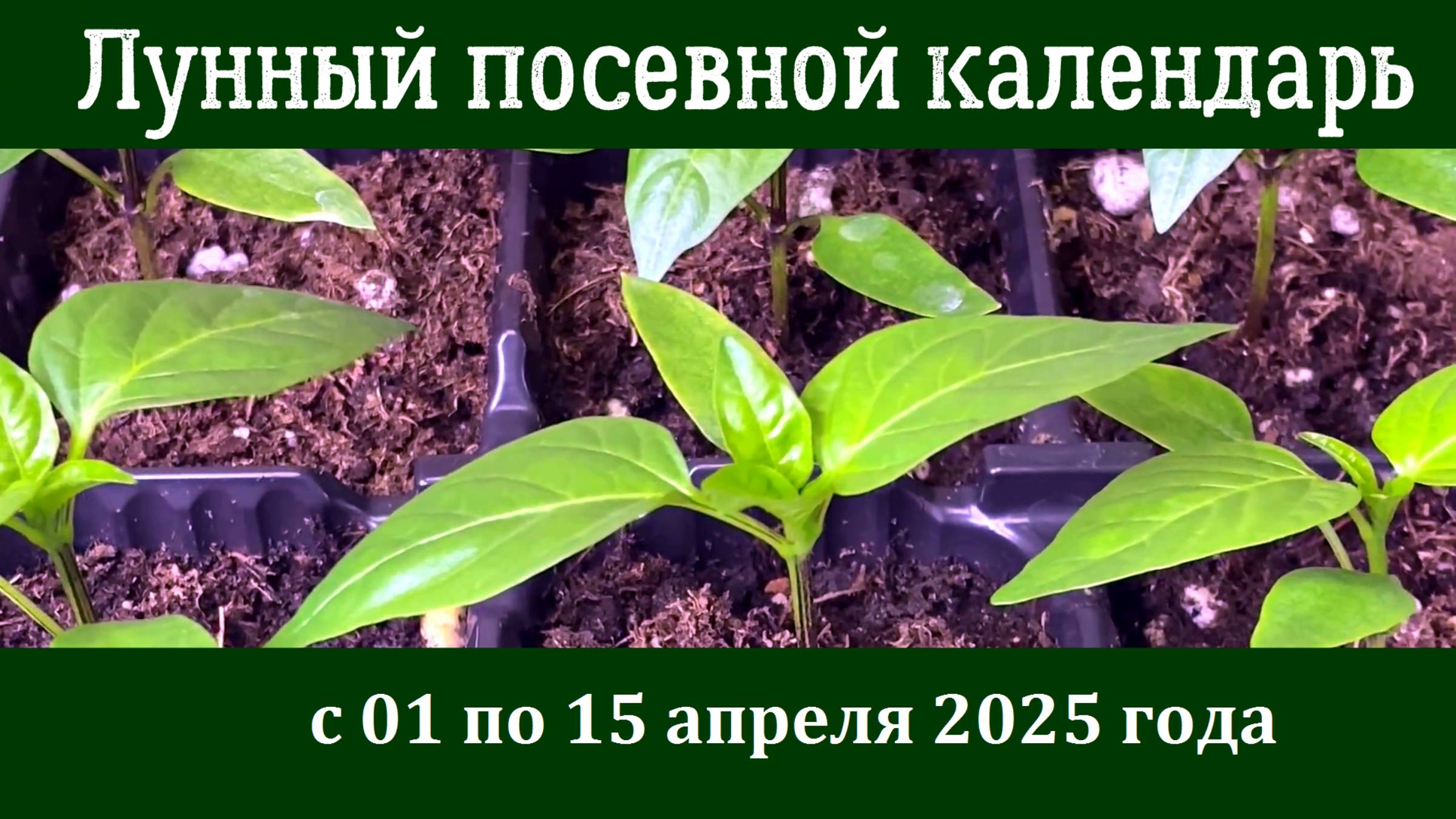 Лунный ПОСЕВНОЙ КАЛЕНДАРЬ садовода-огородника с 01 по 15 апреля 2025 года смотреть онлайн