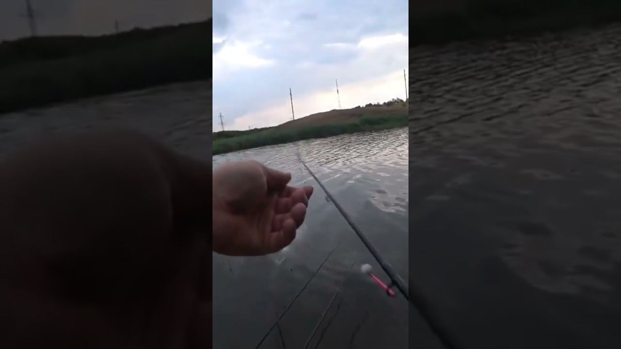 Вечерняя зорька #карась #carpfishing #рыбалка #shorts смотреть онлайн