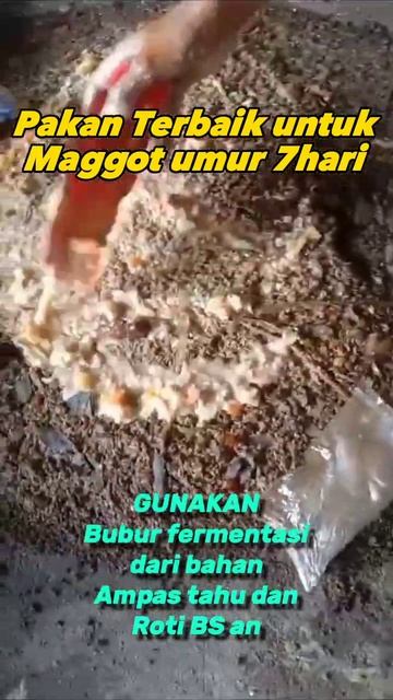 pakan Terbaik untuk maggot umur 7 hari#maggotbsf #shorts смотреть онлайн