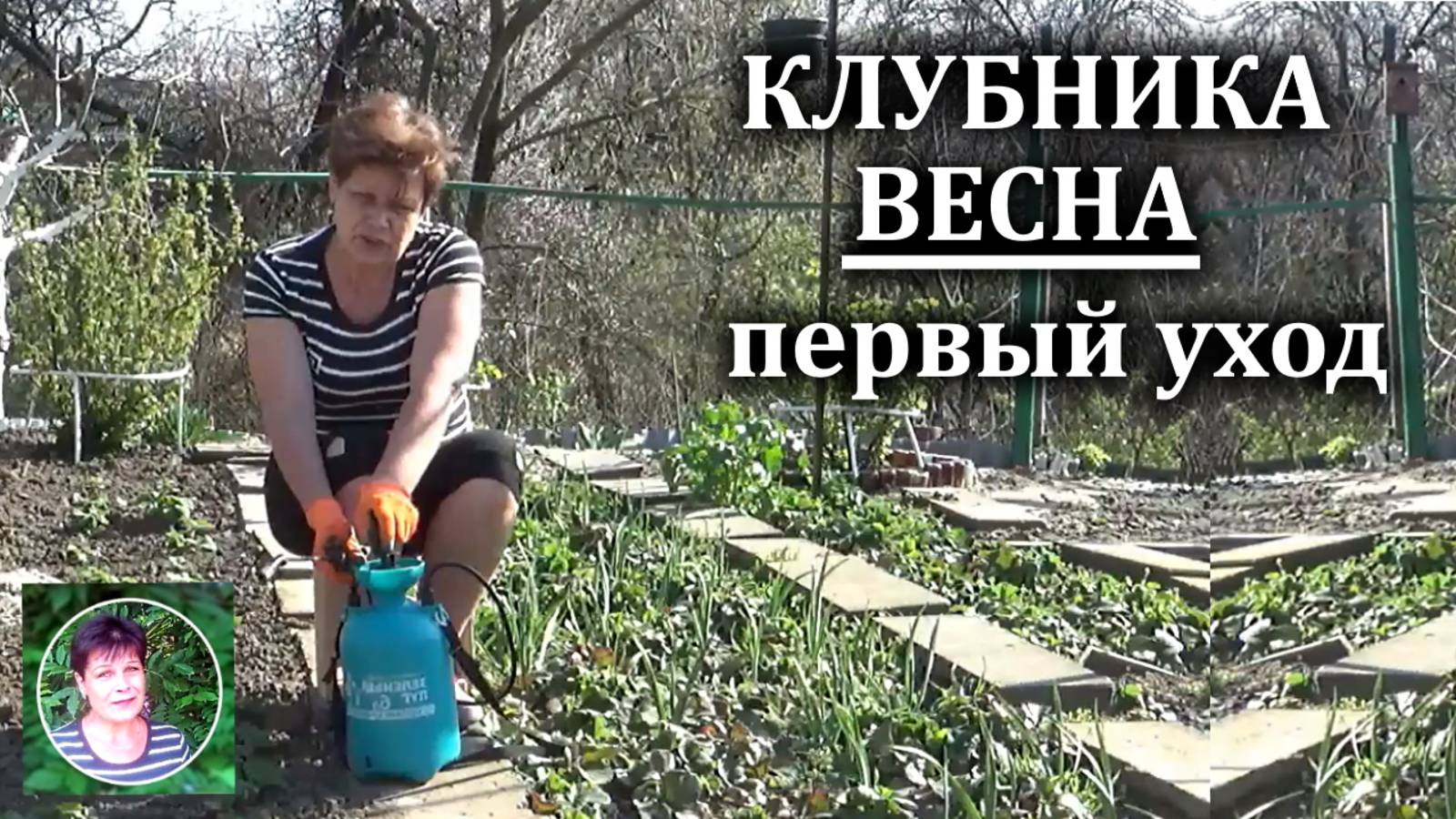 Уход за клубникой весной . Чем подкормить,чем обработать, как проредить смотреть онлайн