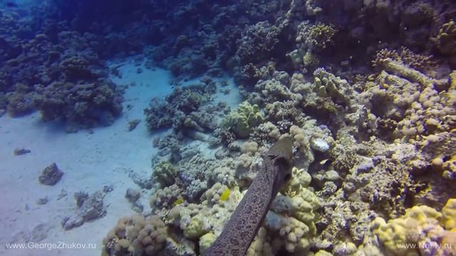 Amazing Red Sea part 3 - HD смотреть онлайн