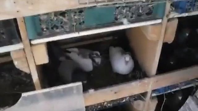 мой Обновленный круг для гонки голубей Ab4ffZRxwRM смотреть онлайн