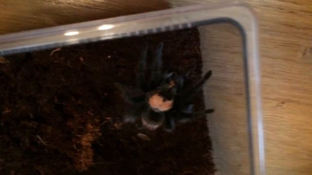 Feeding of brachypelma albiceps aka Gennady смотреть онлайн