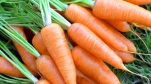 Обзор трёх сортов моркови, мои впечатления