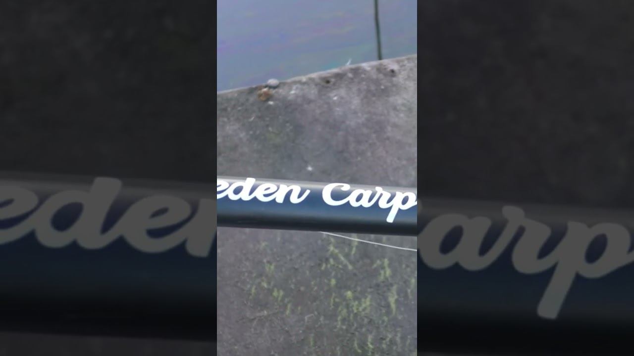 Карповик Akara Geden Carp #карповаяловля #рыбалка #карпфишинг #shorts смотреть онлайн