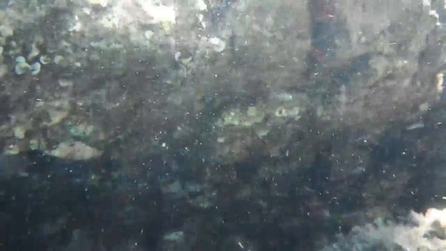 ACTINIA EQUINA 2 смотреть онлайн