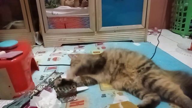 LG mandi sendiri loli🤭🤭🤭😅😅 смотреть онлайн