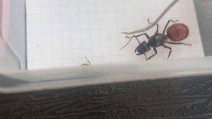 Dinomyrmex gigas (Singapore) vs Camponotus vagus (Russia) 09.10.2023