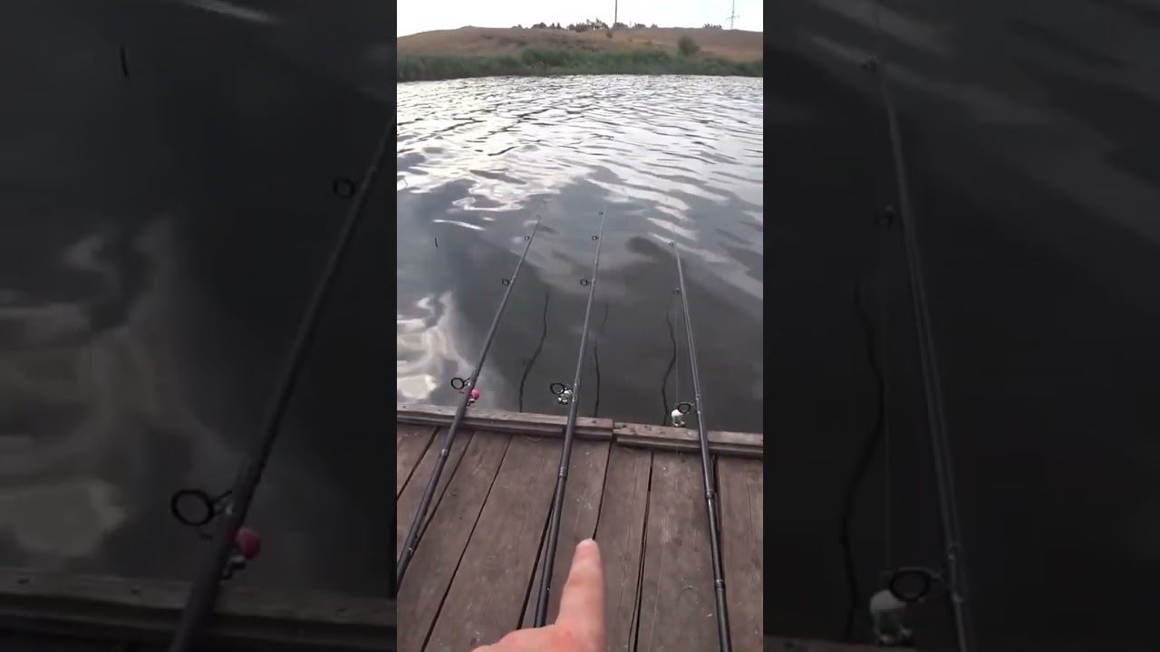 Поклёвка или ветер? #рыбалка #fishing #карась #донка #shorts смотреть онлайн