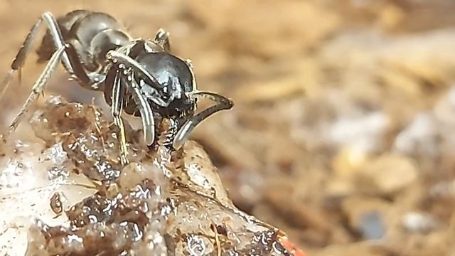 Муравьи понерины (Pachycondyla Crassinoda) смотреть онлайн