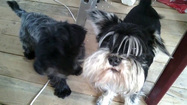 Говорящая собака смотреть онлайн