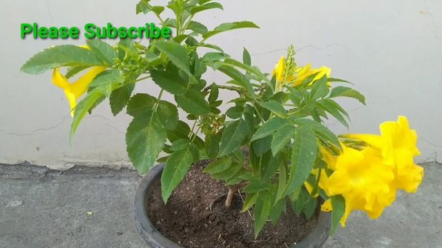 Tecoma Flower Plant की Care कैसे करे || How To Care Tecoma Stans In Pot || Care Of Tecoma In Summer