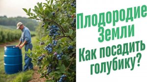Как посадить голубику весной?