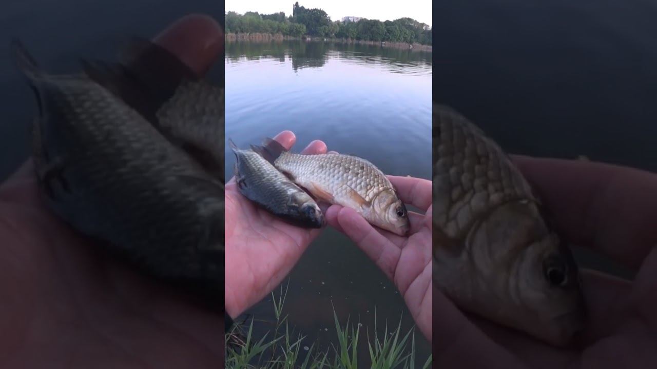 Суровая реальность #fishing #рыбалка #shorts смотреть онлайн