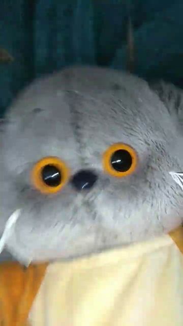 урыли Толю) #2024 #в_р_е_к#ВРекомендации #подпишись#ВРЕКОМЕНДАЦИИ#РЕК#ПОДПИШИСЬ #shorts смотреть онлайн