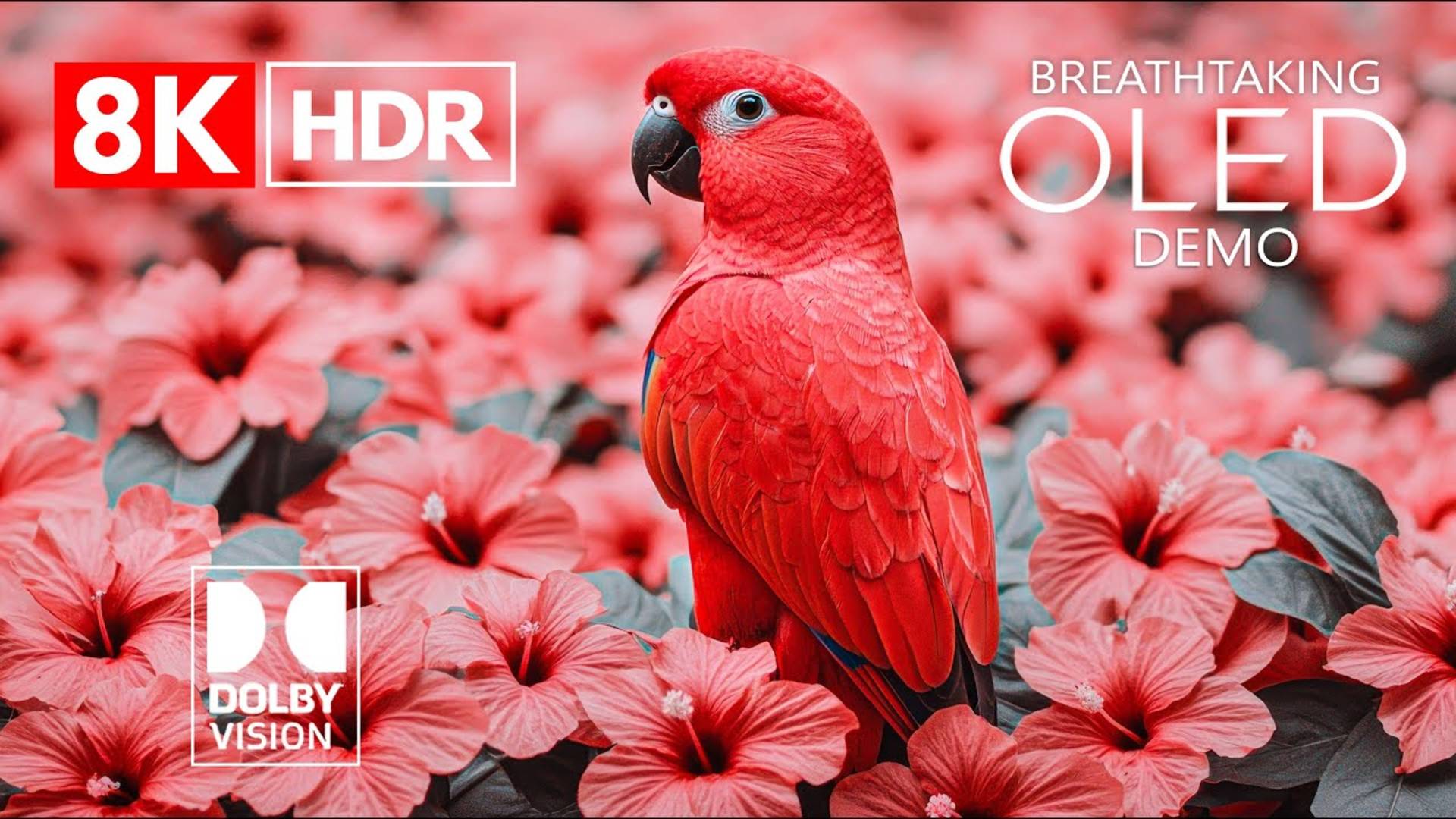 ЗАХВАТЫВАЮЩЕЕ ВИДЕО 8K ULTRA HD с Dolby Vision HDR смотреть онлайн