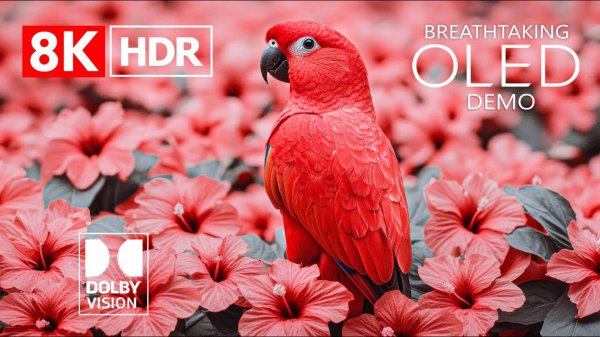 ЗАХВАТЫВАЮЩЕЕ ВИДЕО 8K ULTRA HD с Dolby Vision HDR