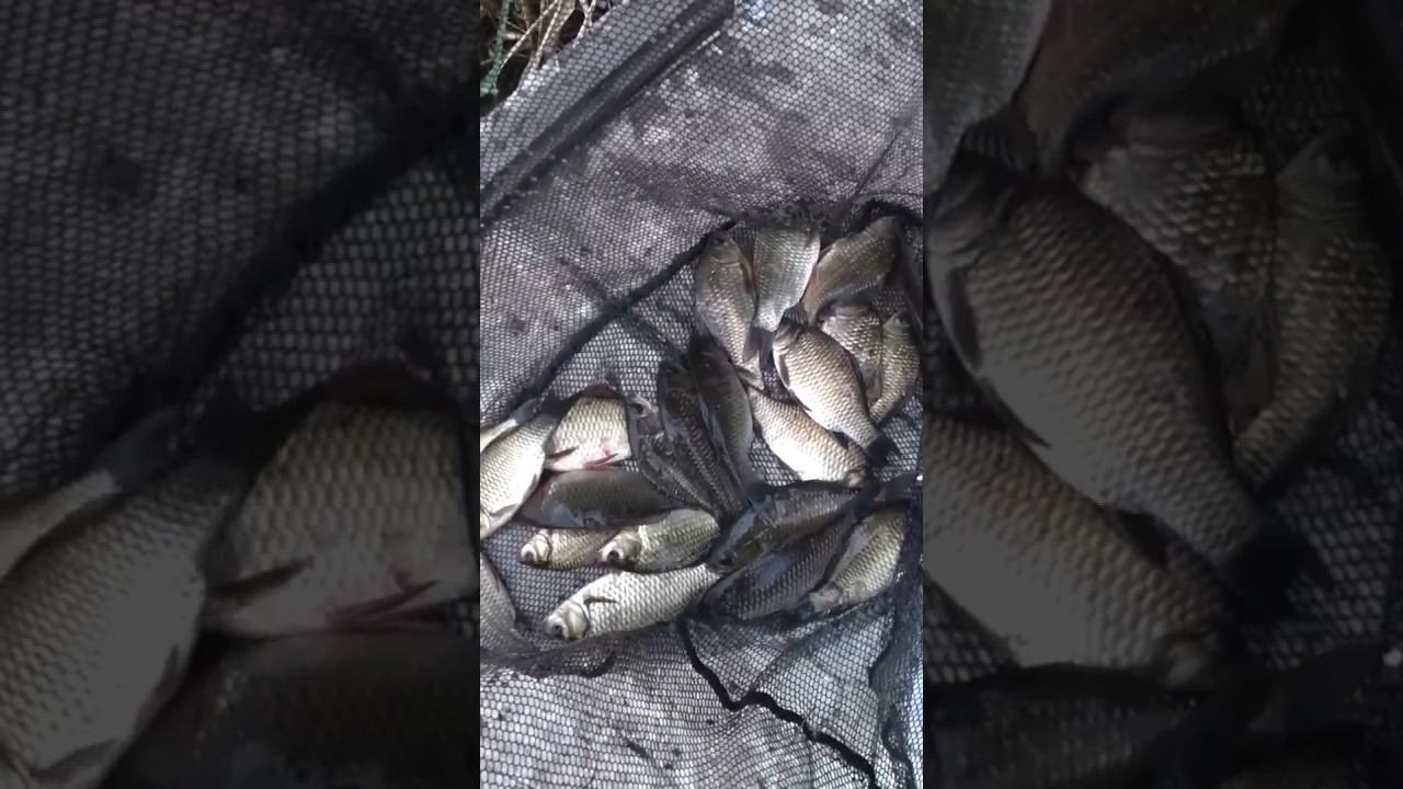 Вечерний улов #рыбалка #fishing #карась #shorts смотреть онлайн