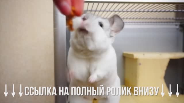 Первая прогулка в снегу: как реагируют собаки? ❄️🐕 смотреть онлайн