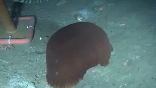 Poralia rufescens смотреть онлайн