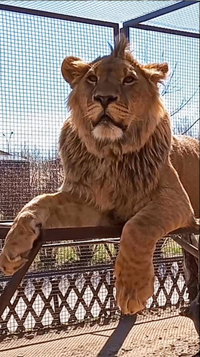 Защитница Шерхана. ШЕРХАН опять со мной. Новости.#шерхан_тайган #лев #lion #юмор #shortvideo смотреть онлайн