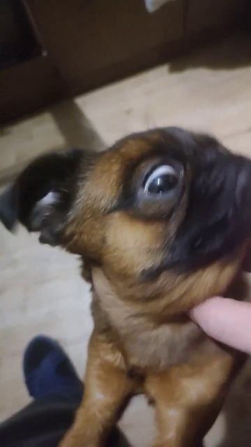 Массаж ушей и головы. Собака, Релакс, ASMR смотреть онлайн