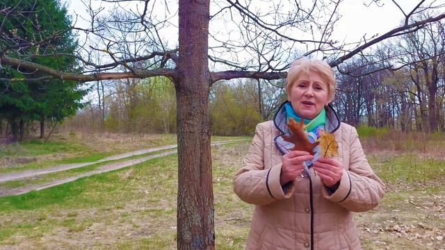 Чырвоны дуб смотреть онлайн