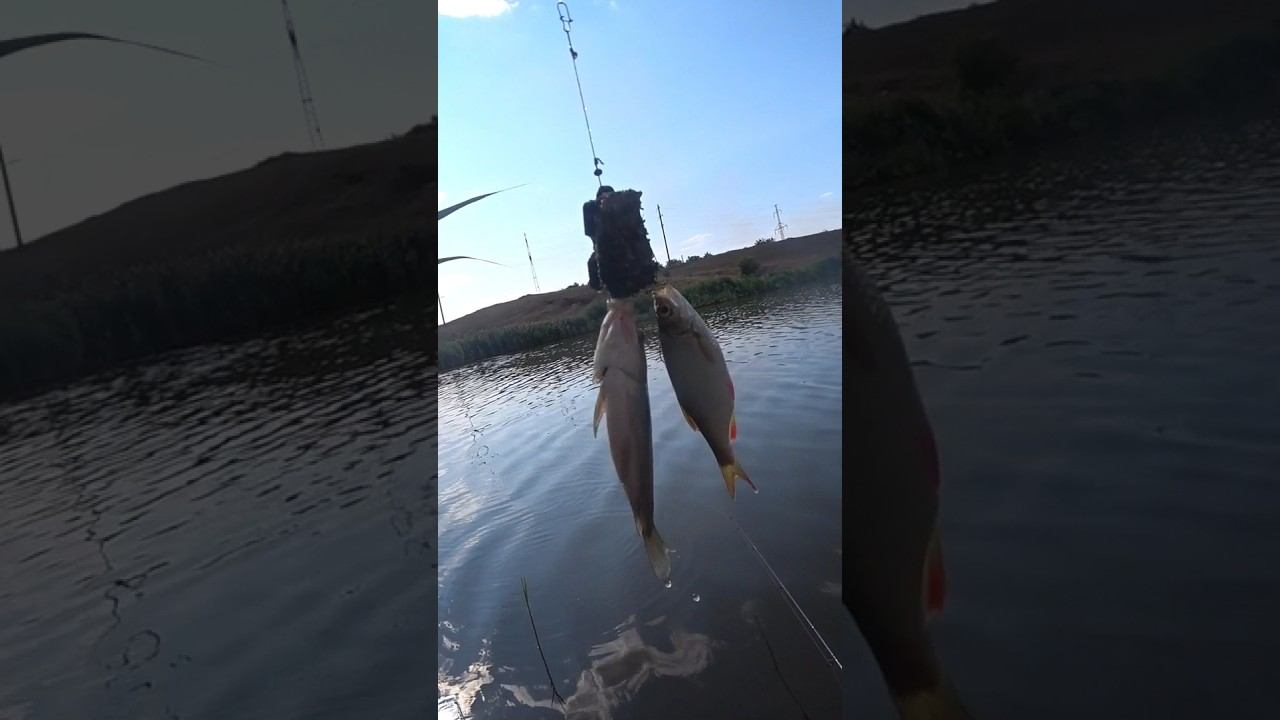 Дуплет на макушатник #рыбалка #fishing #карась #shorts смотреть онлайн